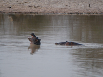 03 Hippopotames